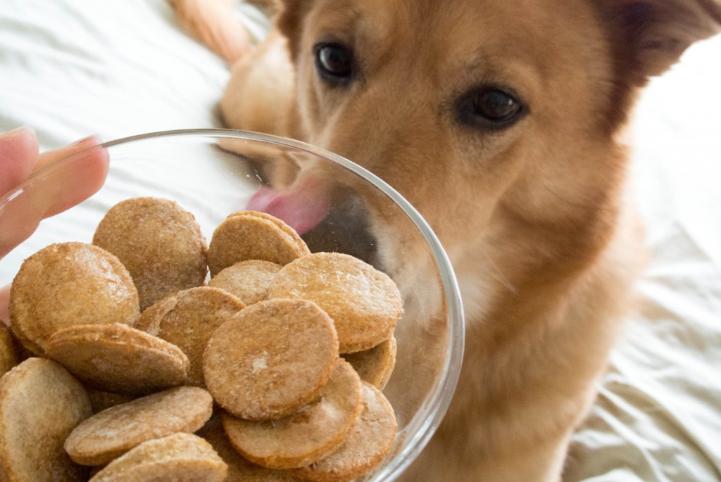 Make your own dog treats! Chicken Broth Coins, from My Utensil Crock