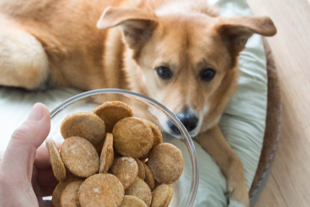 Make your own dog treats! Chicken Broth Coins, from My Utensil Crock